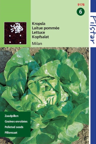 Lettuce Milan Pelleted Seeds (Lactuca sativa) 80 seeds
